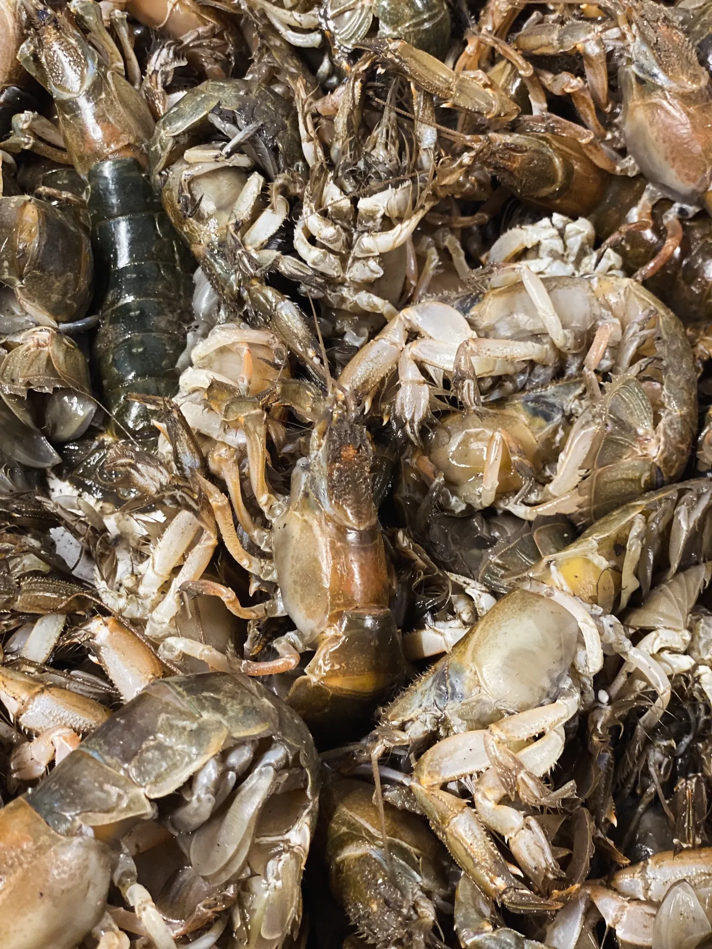 5月のSoil Restaurantのランチ、ディナーコース...