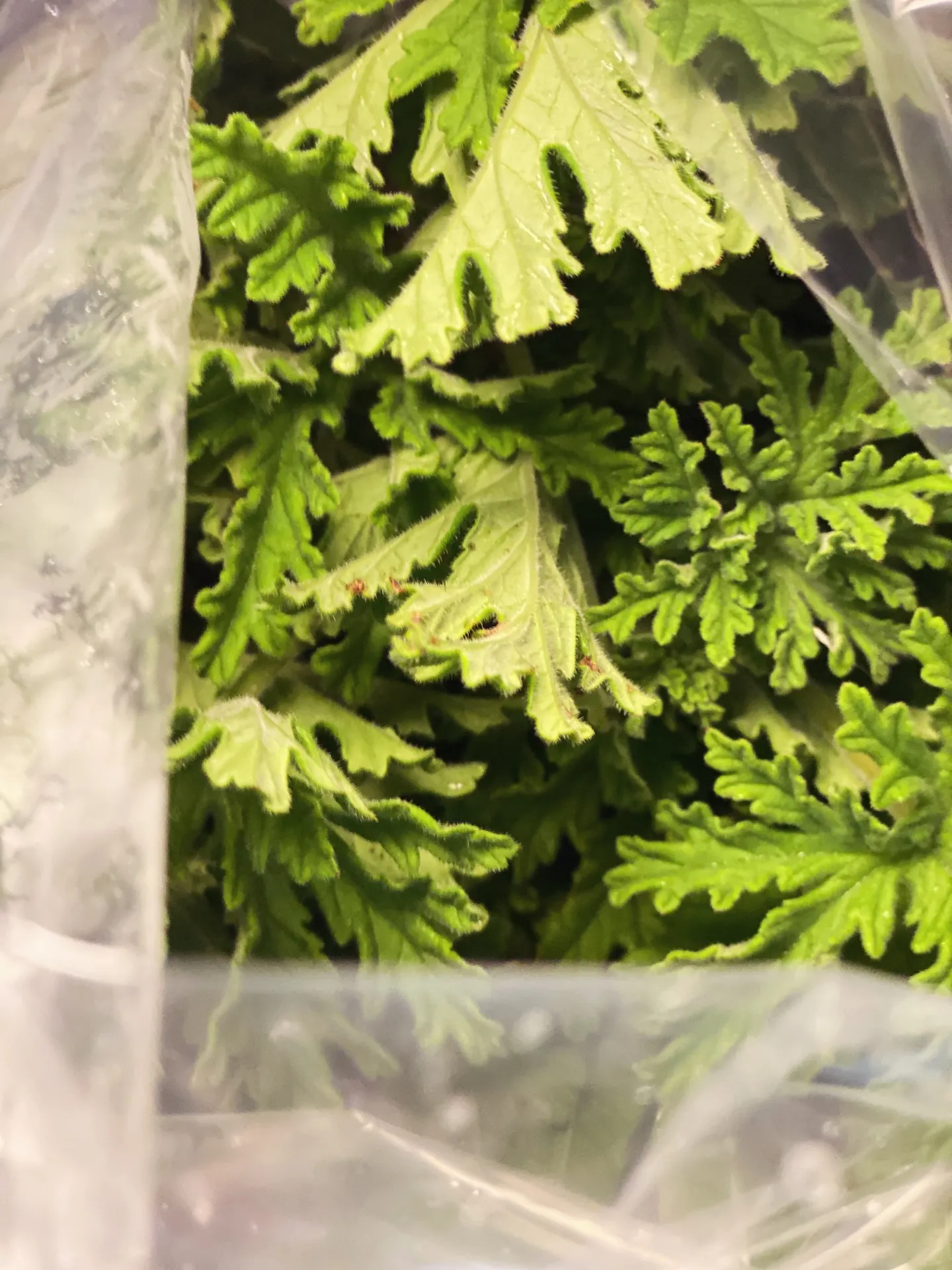 日々の料理は、