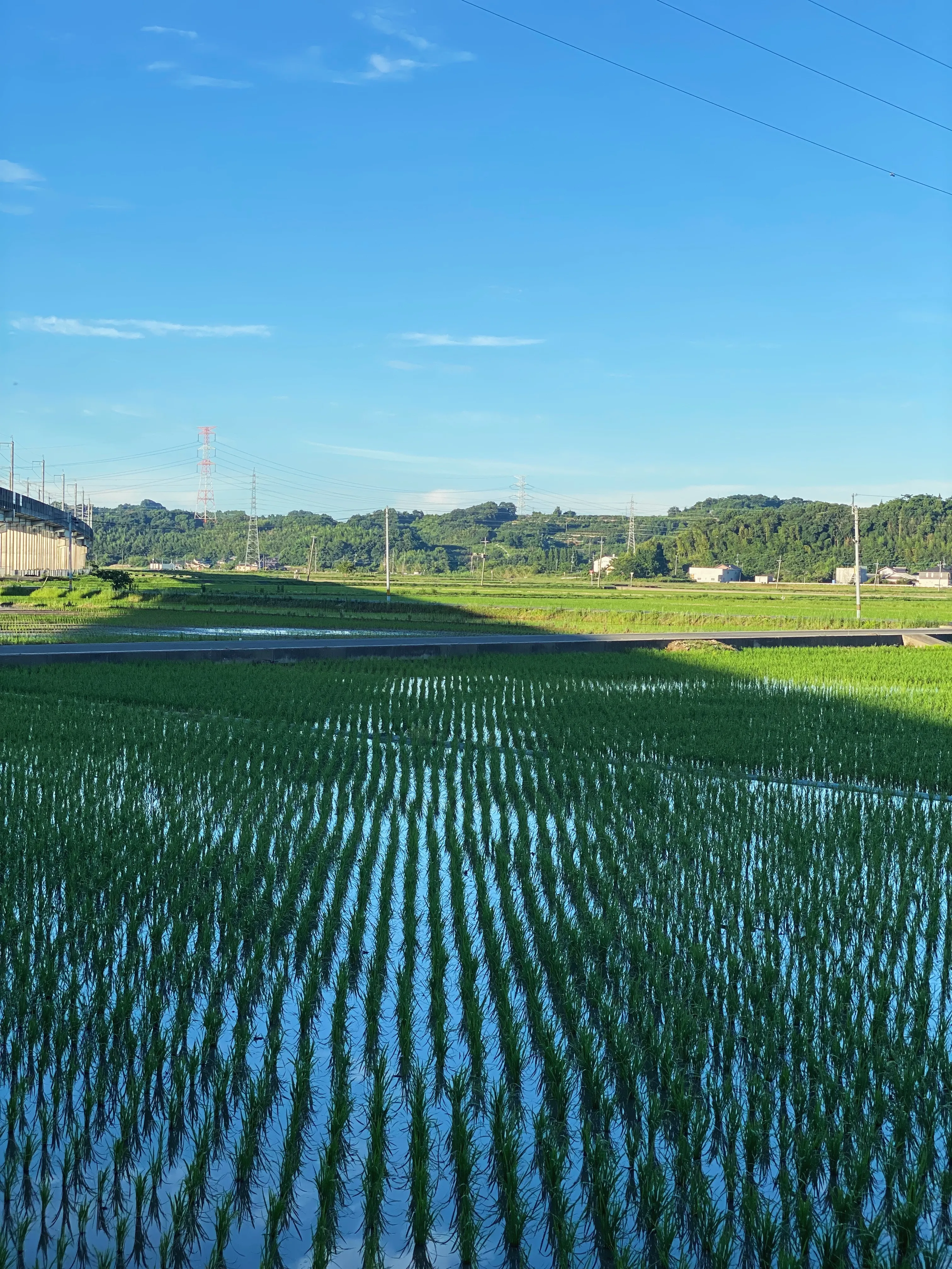 熊本で生まれ育ち、料理人としての一歩も熊本で踏み出しました。